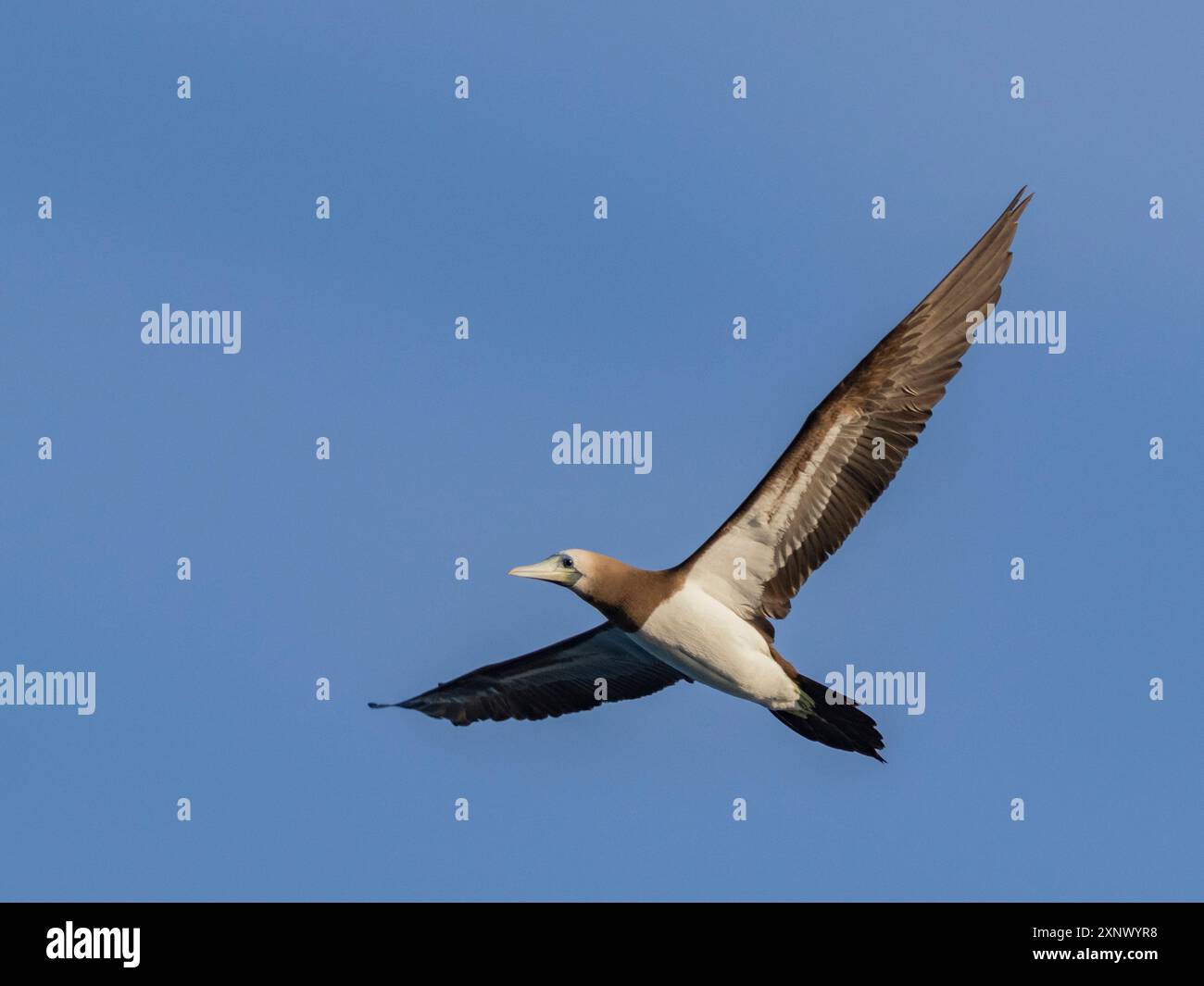 Brown booby (Sula leucogaster), in volo al largo di un piccolo isolotto a nord di Isla San Marcos, Baja California Sur, Mare di Cortez, Messico, Nord America Foto Stock