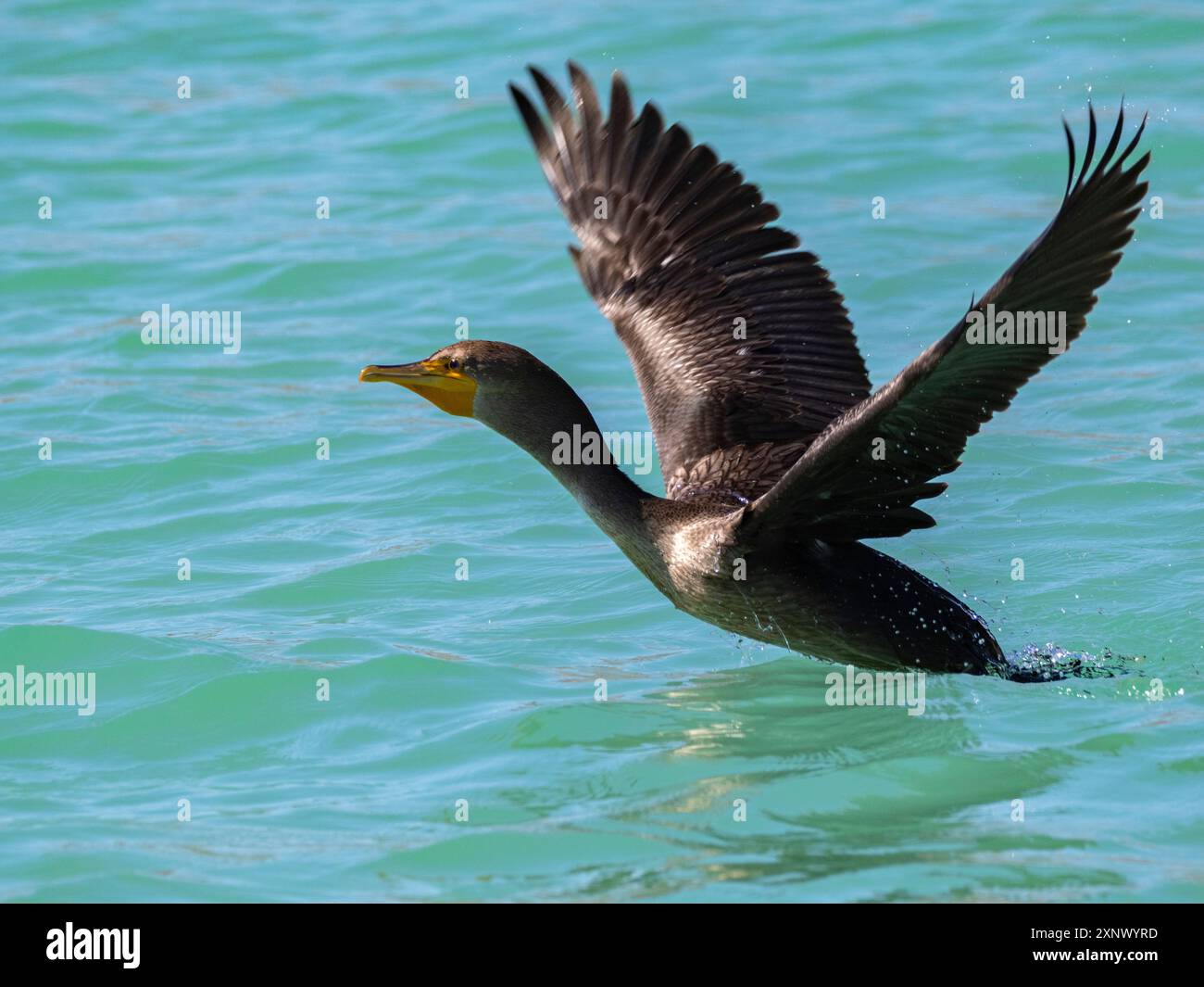 Cormorano a doppia cresta (Nannopterum auritum), volo, Concepcion Bay, Baja California Sur, Mare di Cortez, Messico, Nord America Foto Stock