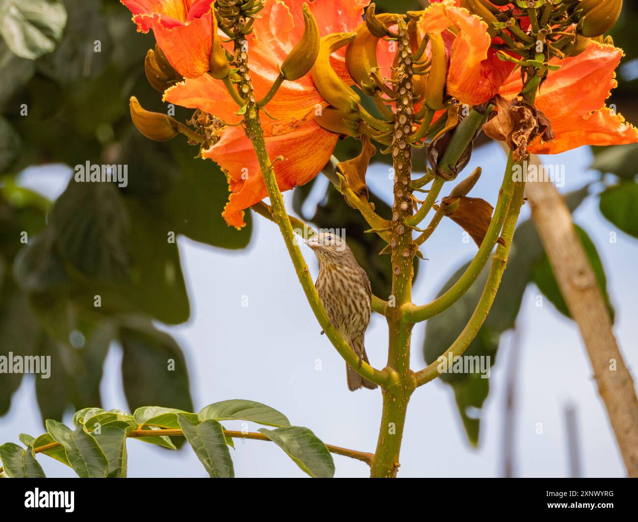 Una casa femminile finch (Haemorhous mexicanus), su fiore, San Jose del Cabo, Baja California Sur, Mare di Cortez, Messico, Nord America Foto Stock