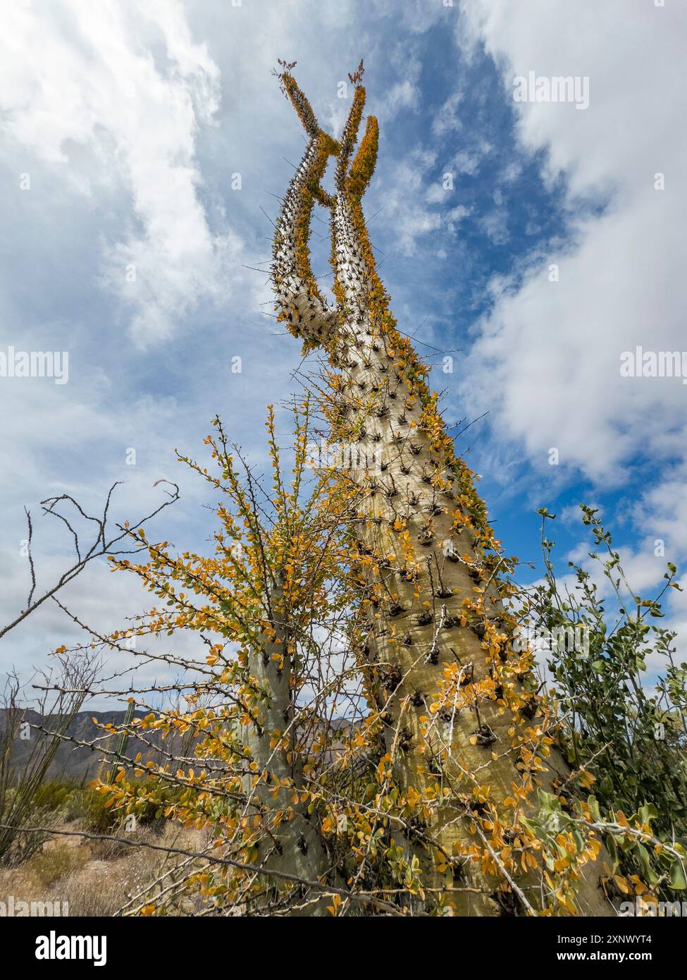 Boojum Tree (Fouquieria columnaris), appena fuori Bahia de los Angeles, Baja California, Mare di Cortez, Messico, Nord America Foto Stock