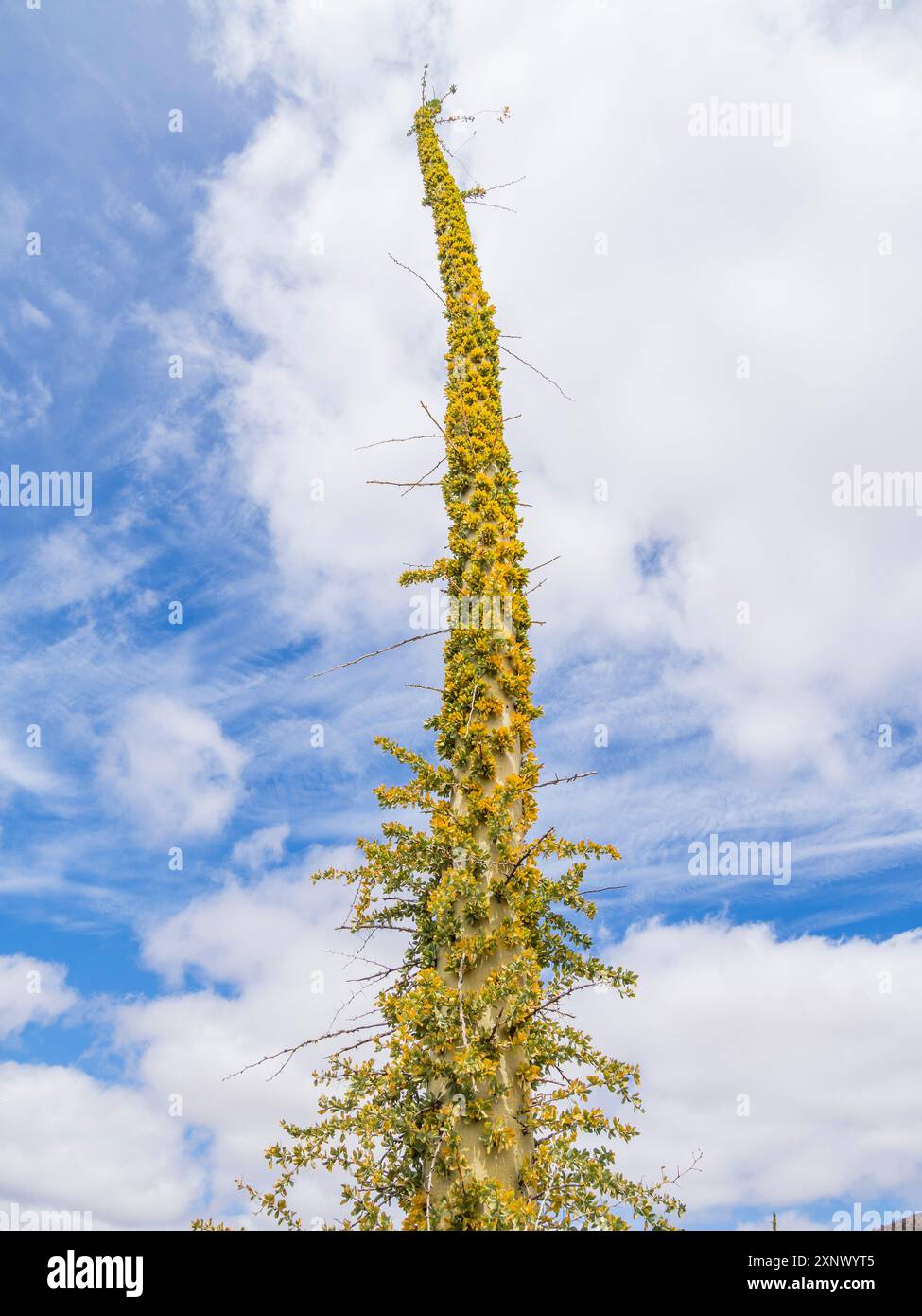 Boojum Tree (Fouquieria columnaris), appena fuori Bahia de los Angeles, Baja California, Mare di Cortez, Messico, Nord America Foto Stock