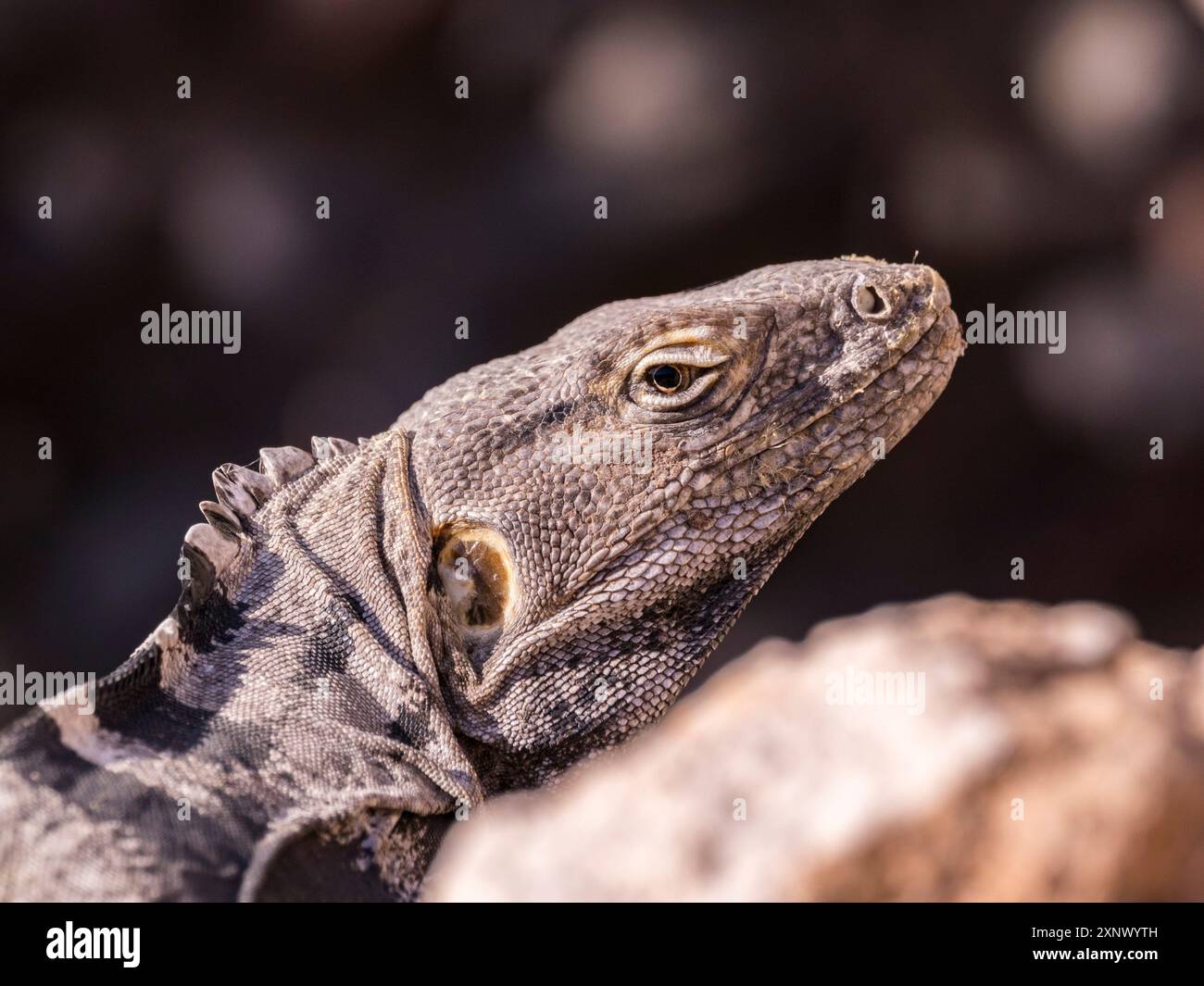 Iguana a coda spinosa di San Esteban (Ctenosaura cospicuosa), endemica di Isla San Esteban, bassa California, Messico, Nord America Foto Stock