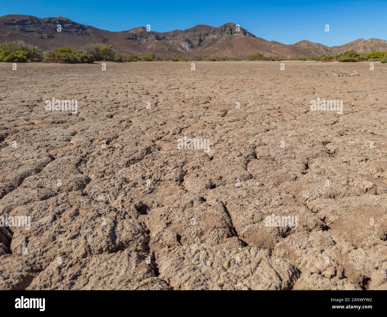 Il soldado interno di Isla Espiritu Santo, Baja California Sur, Mare di Cortez, Messico, Nord America Foto Stock