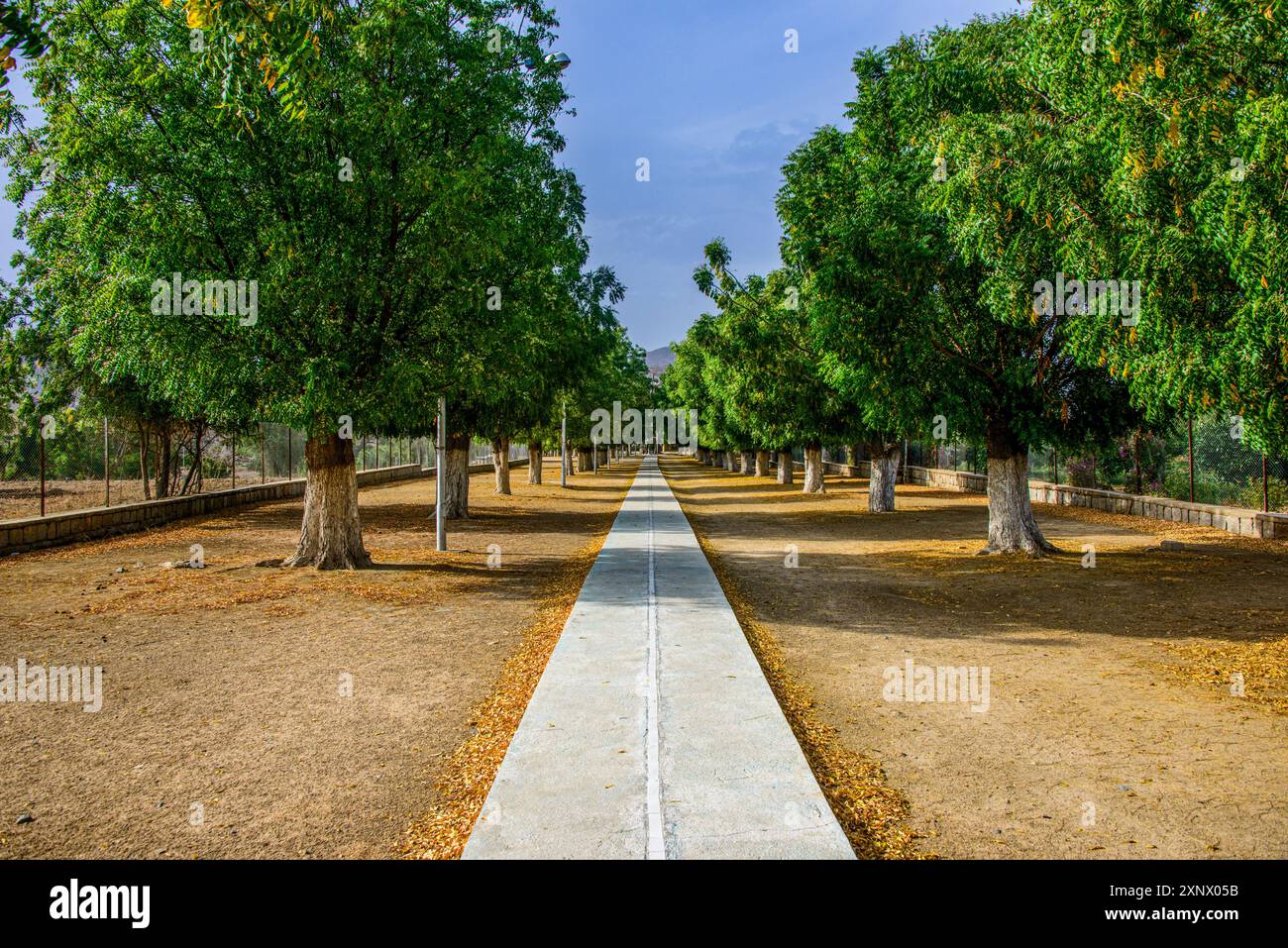 Vicolo alberato al Santuario di Mariam Dearit, Keren, Eritrea, Africa Foto Stock