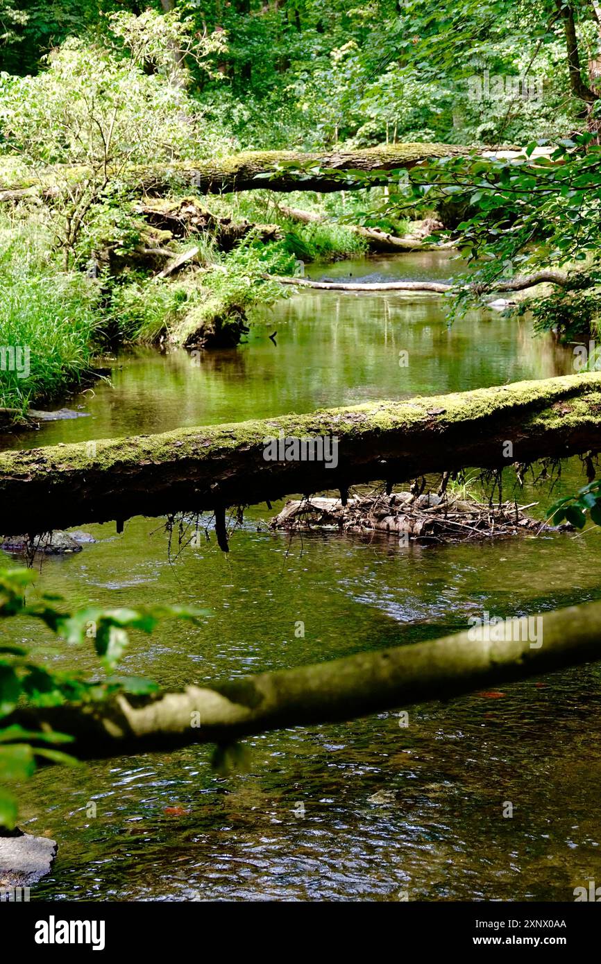 Riserva naturale Tiefental nei pressi di Koenigsbrueck in estate, Lusazia occidentale, Sassonia, Germania Foto Stock