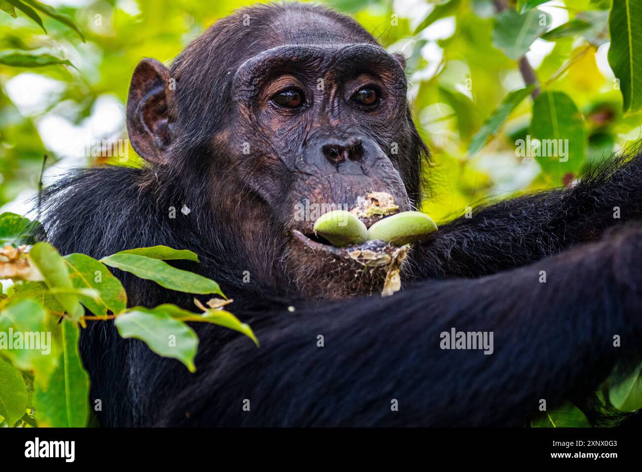 Scimpanzé (Pan troglodytes), parco nazionale di Gombe Stream, lago Tanganica, Tanzania, Africa orientale, Africa Foto Stock