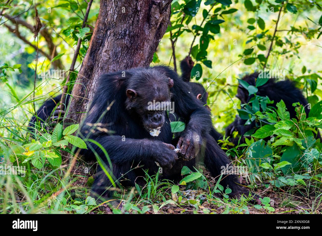 Scimpanzé (Pan troglodytes), parco nazionale di Gombe Stream, lago Tanganica, Tanzania, Africa orientale, Africa Foto Stock