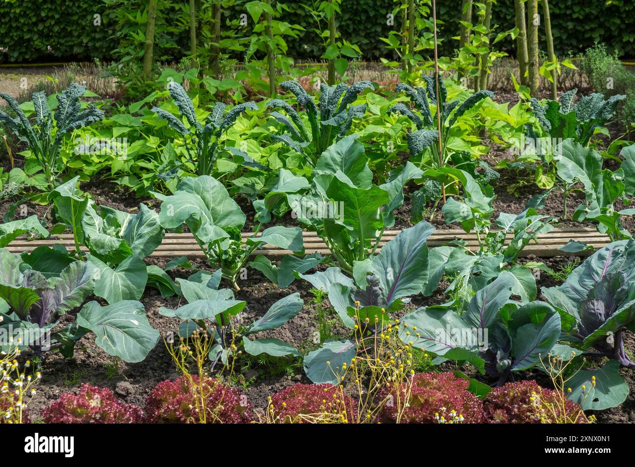 Giardino con varie piante vegetali, tra cui cavolo e lattuga, disposto in file, con lussureggiante vegetazione verde e letti puliti, Kreislehrgarten Foto Stock