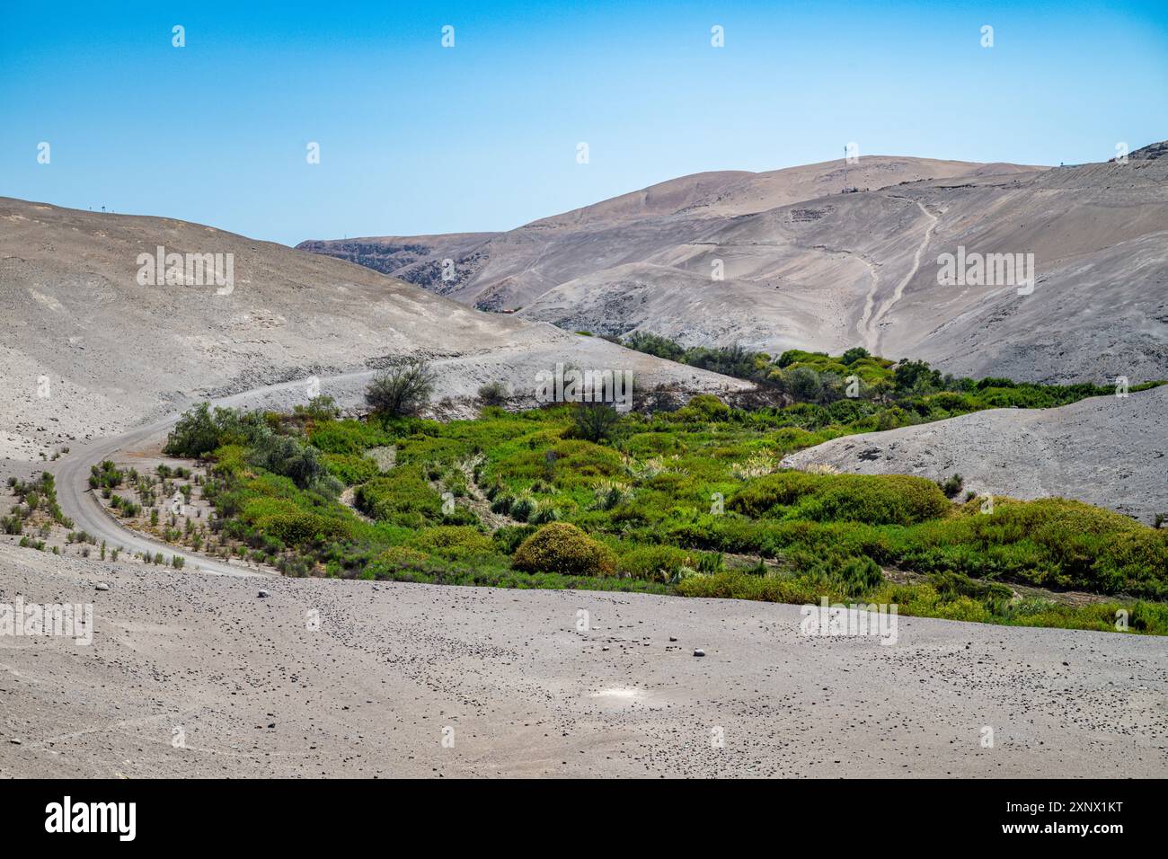 Canyon verde nel deserto arido di Atacama, Cile, Sud America Foto Stock