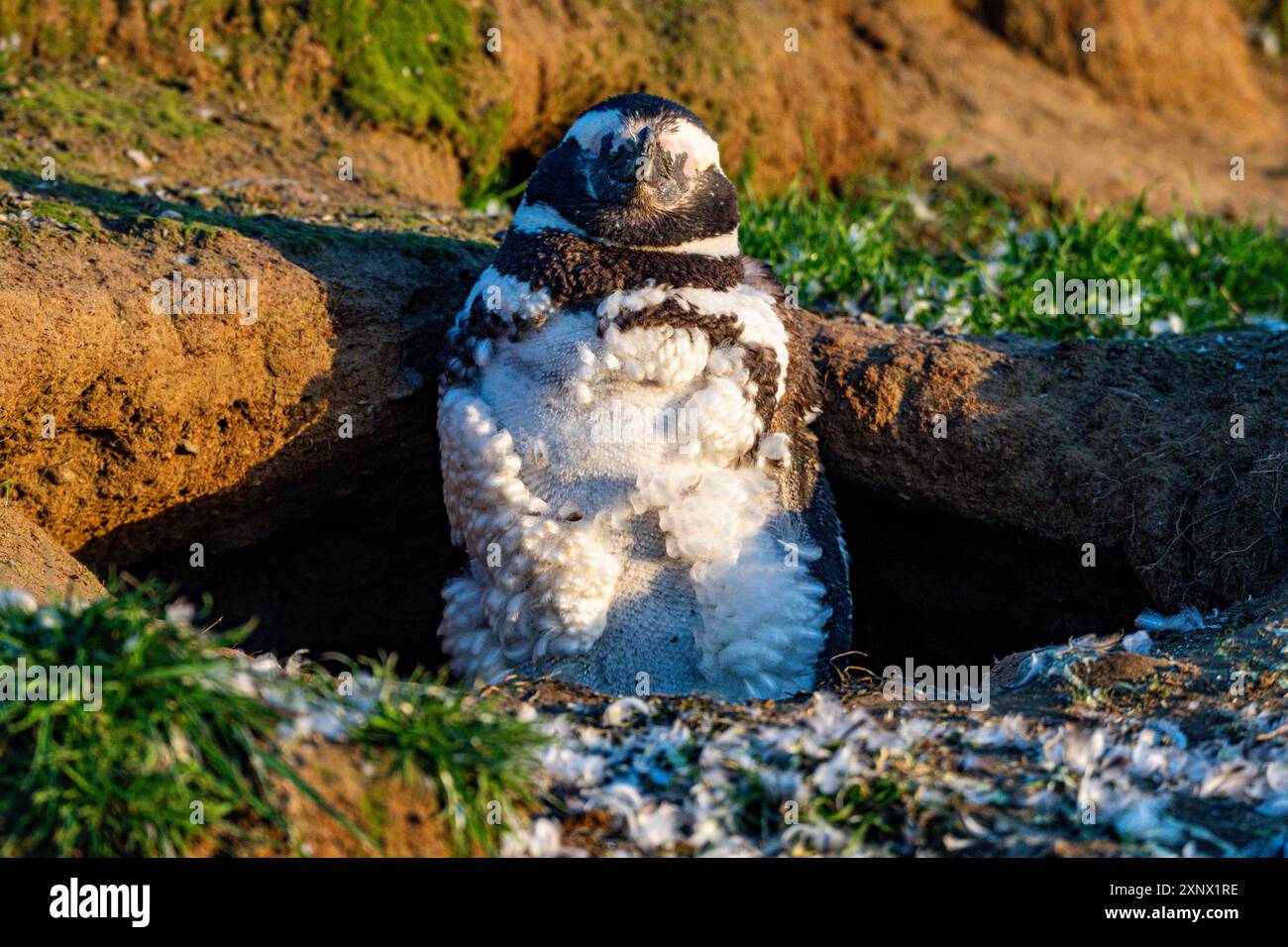 Isola di Magdalena, regione di Magallanes, Punta Arenas, Cile, Sud America Foto Stock