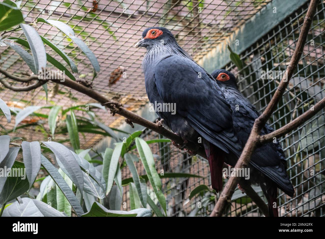 Piccione azzurro del Madagascar (Alectroenas madagascariensis), Vogelpark Walsrode, bassa Sassonia, Germania Foto Stock