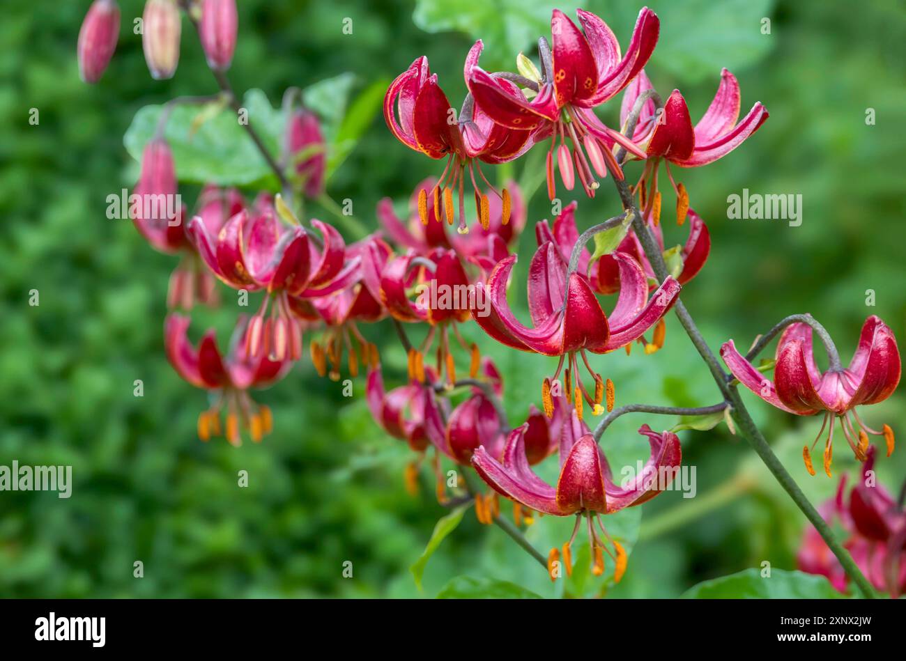 Giglio martagono (Lilium martagon), Renania settentrionale-Vestfalia, Germania Foto Stock