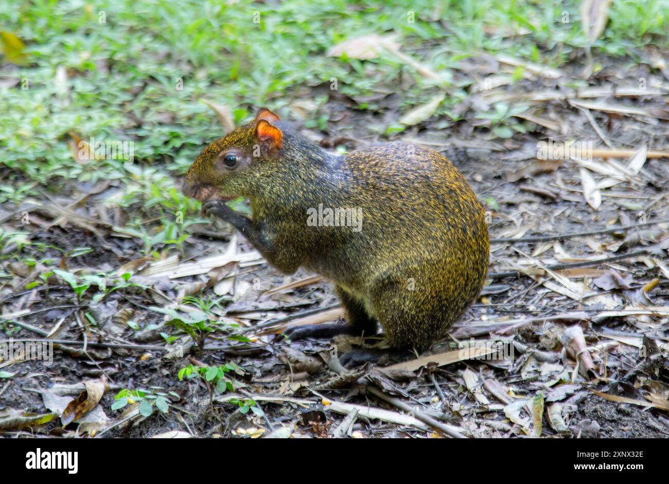 Un Agouti, roditore legato alle cavie, comune in America centrale e meridionale, Ecuador e Sud America Foto Stock