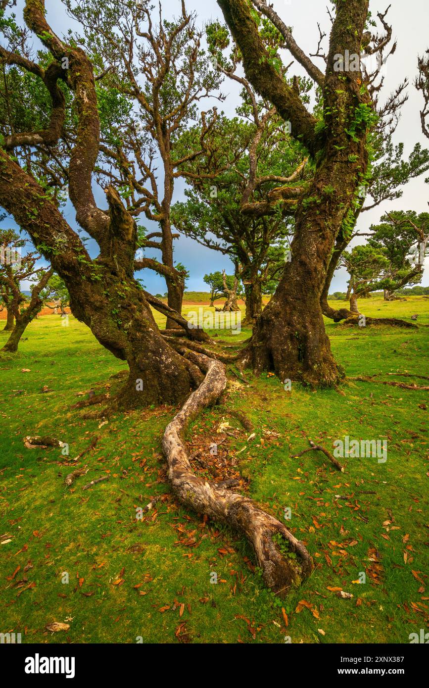 Foresta di allori, patrimonio dell'umanità dell'UNESCO, Sao Vicente, Madeira, Portogallo, Atlantico, Europa Foto Stock