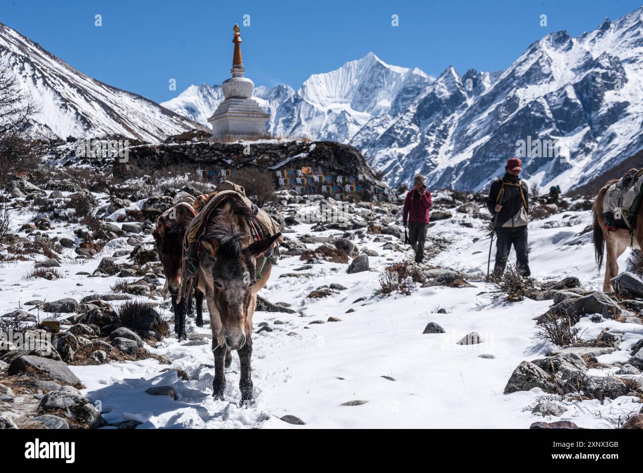 Branco di muli che cammina di fronte a uno stupa con cime d'alta quota, Gangchempo, Kyanjin Gompa, trekking nella valle di Langtang, Himalaya, Nepal, Asia Foto Stock