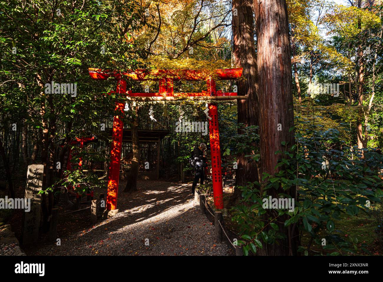 Porta torii rossa del bellissimo santuario shintoista, il santuario Nonomiya, situato nella foresta autunnale di Arashiyama, Kyoto, Hoshu, Giappone, Asia Foto Stock