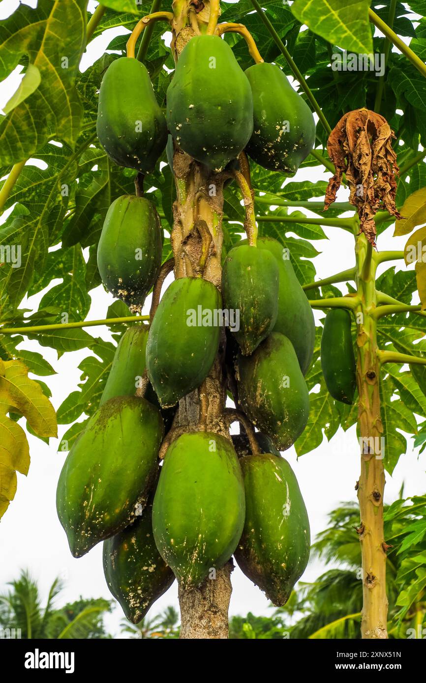 Albero carico di papaya verde matura, un importante frutto tropicale comune, Ulu, isola di Siau, arcipelago di Sangihe, Sulawesi settentrionale, Indonesia Foto Stock