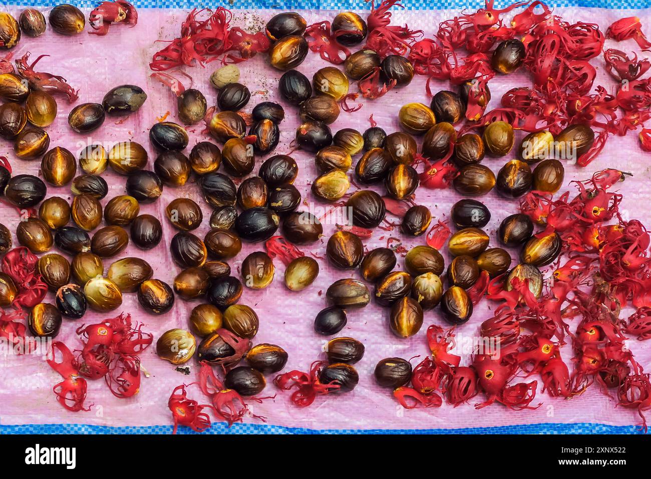 Semi di noce moscata e maca, l’aril (la copertura dei semi) destinato a spezie essiccate e aromatiche e alle principali colture della zona, Ulu, Siau Island, Sangihe Arcipelago, Sulawesi settentrionale, Indonesia Foto Stock