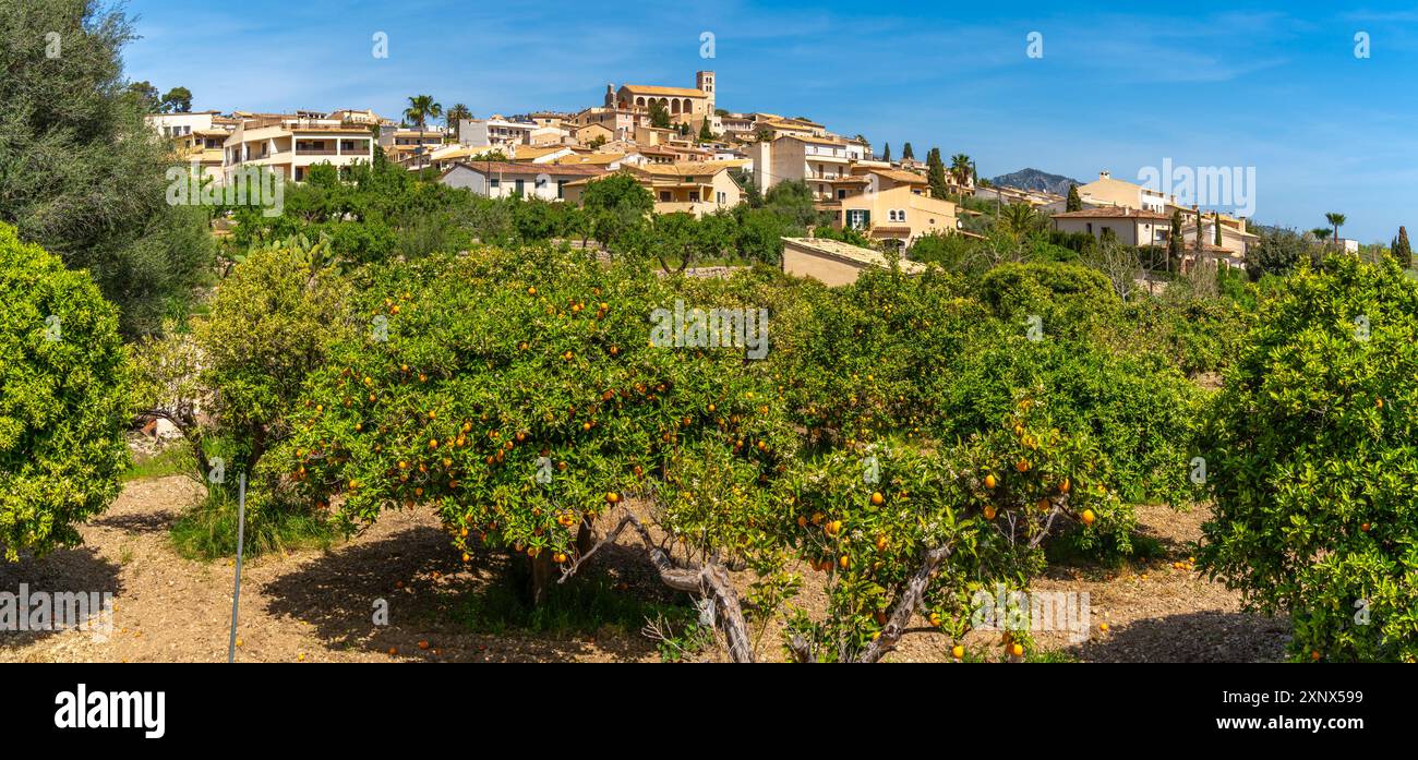 Vista degli aranci nella città collinare di Selva, Maiorca, Isole Baleari, Spagna, Mediterraneo, Europa Foto Stock