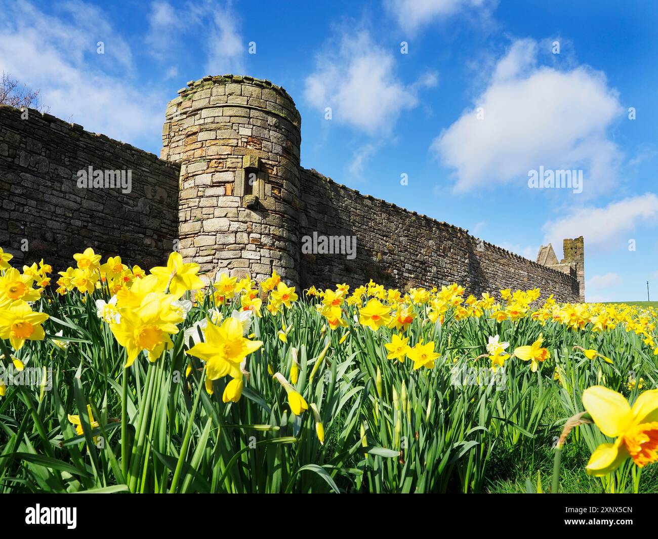 Narcisi presso le mura della Cattedrale di St. Andrews, Fife, Scozia, Regno Unito, Europa Foto Stock