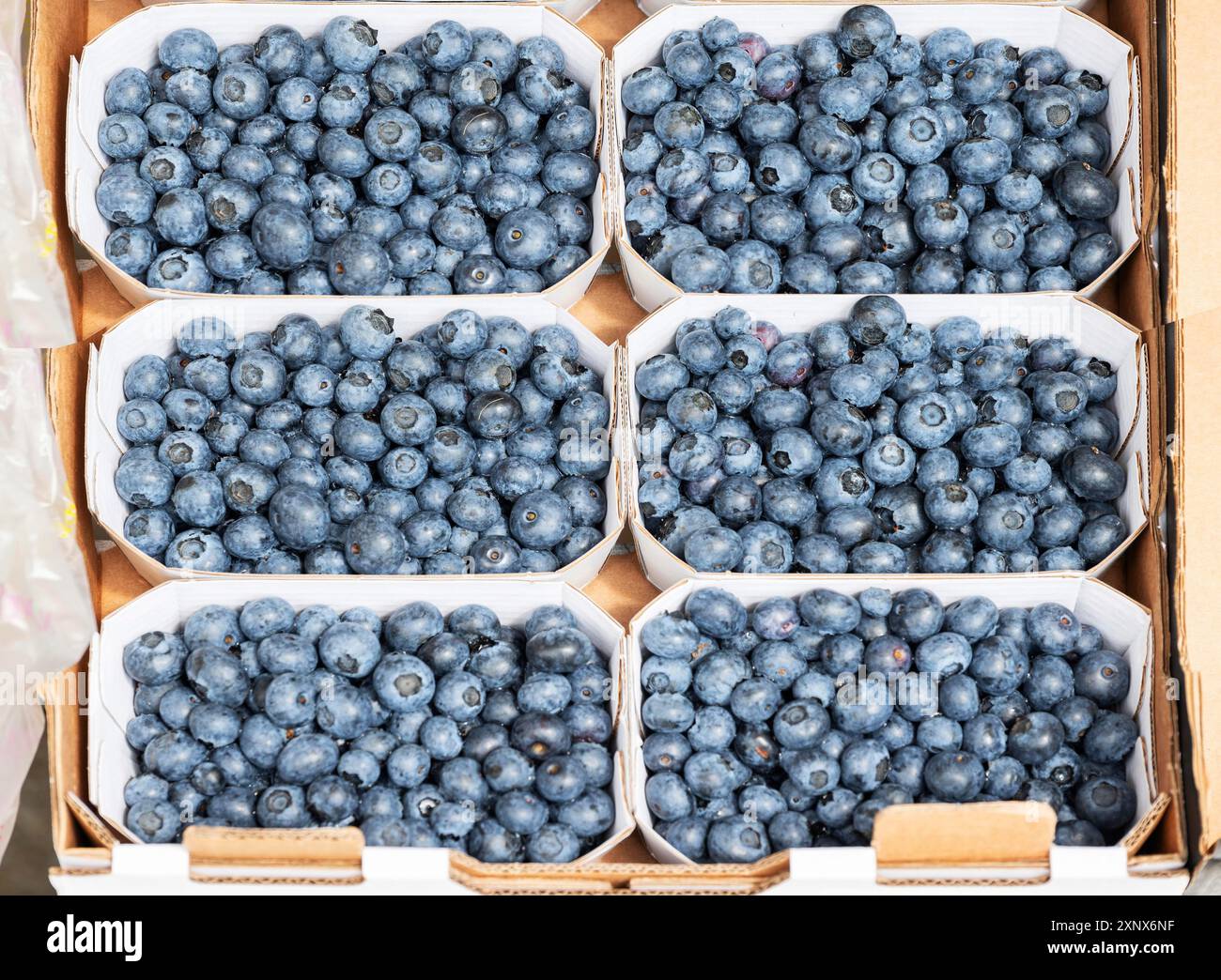 Mirtillo europeo fresco (Vaccinium myrtillus) smistato in vassoi di cartone, Baviera, Germania Foto Stock