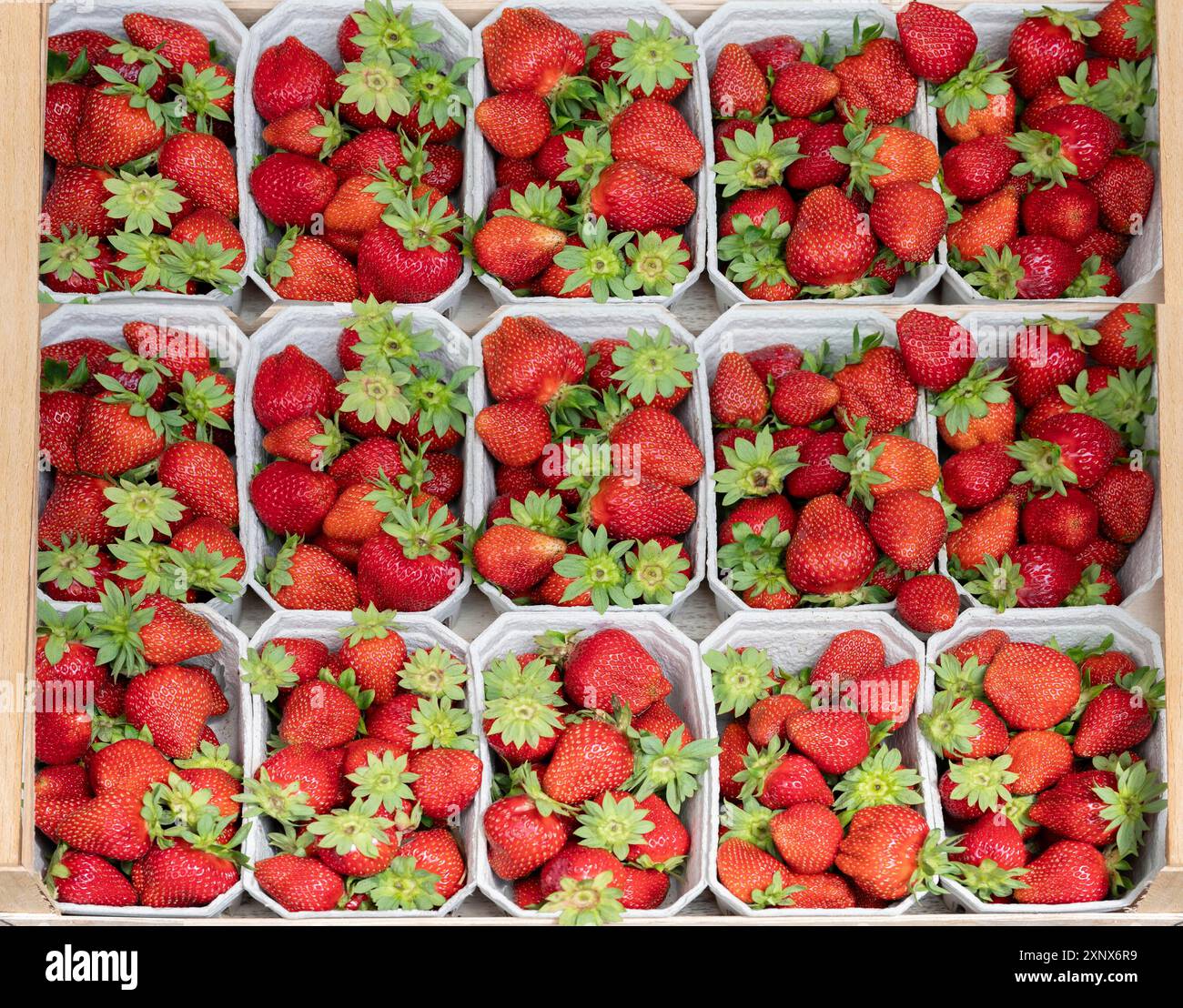 Fragole fresche (Fragaria) scelte in vassoi di cartone, Baviera, Germania Foto Stock