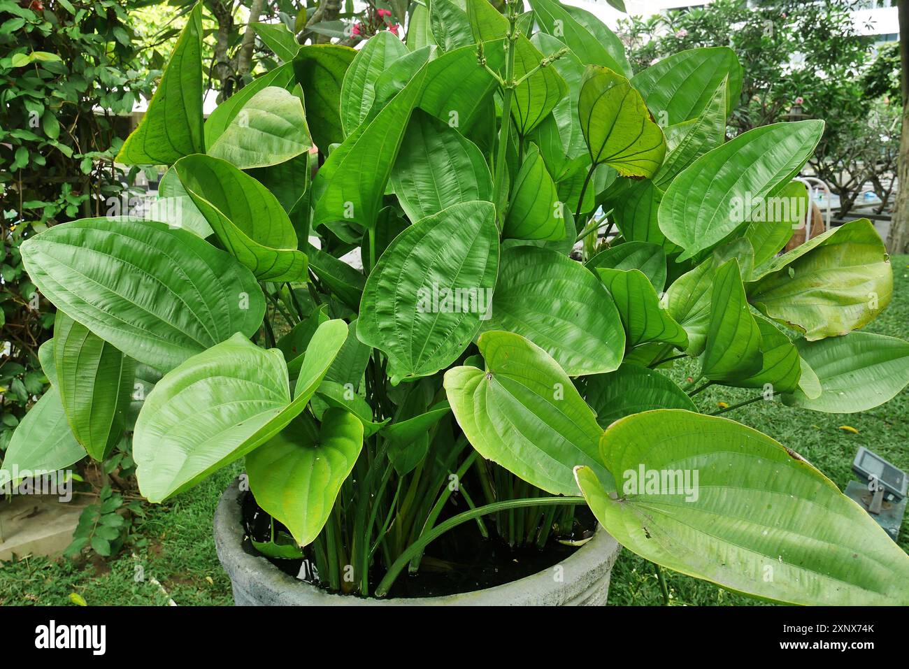 L'Echinodorus cordifolius o burrone strisciante, una pianta acquatica che decora il cortile o il giardino, sembra più verde e più fresco. Foto Stock