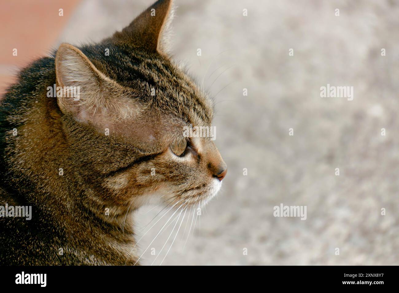 Primo piano di un gatto comune visto nel profilo con spazio di copia Foto Stock