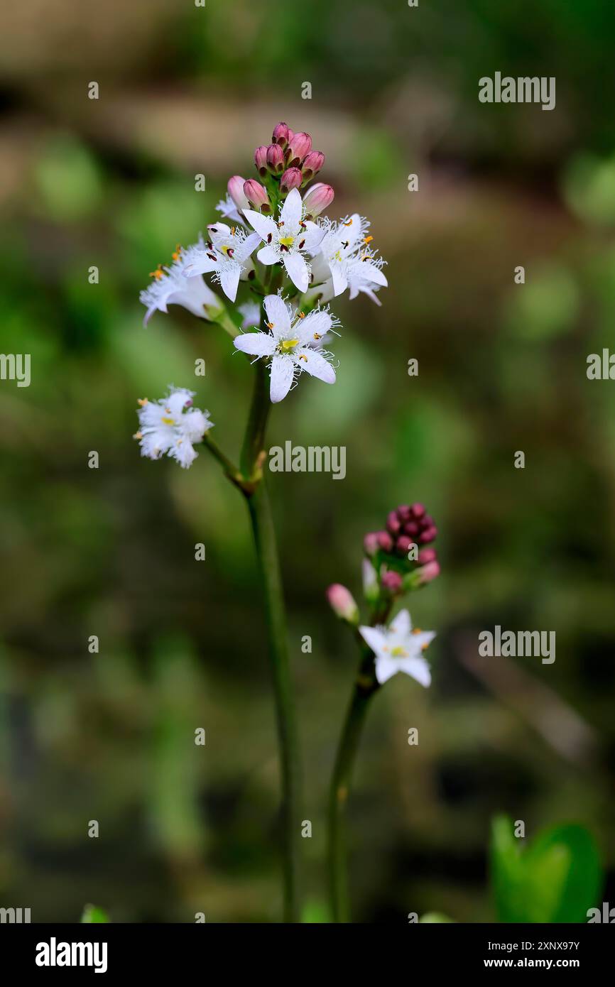 Trifoglio amaro (Menyanthes trifoliata), fioritura, fioritura, piante acquatiche, Ellerstadt, Germania Foto Stock