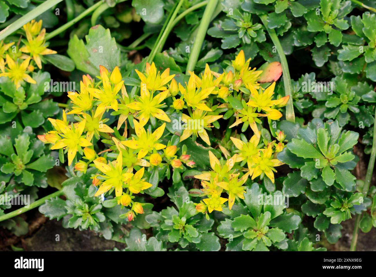 Kamschatka stonecrop (Sedum kamtschaticum), fioritura, fiore, Ellerstadt, Germania Foto Stock