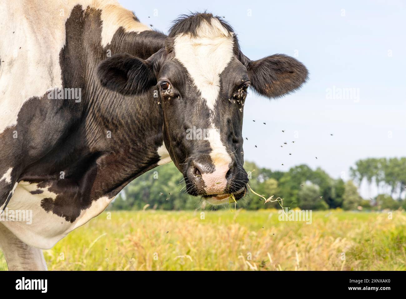 Mucche e mosche, autentico bagliore bianco e naso rosa e contatto visivo amichevole, molti bovini volano Foto Stock