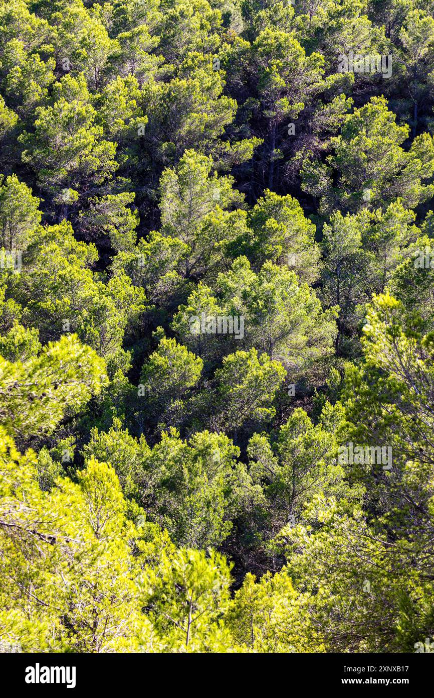 Conifere verdi in una pineta vicino a Sant Antoni de Portmany, Ibiza, Isole Baleari, Mar Mediterraneo, Spagna Foto Stock