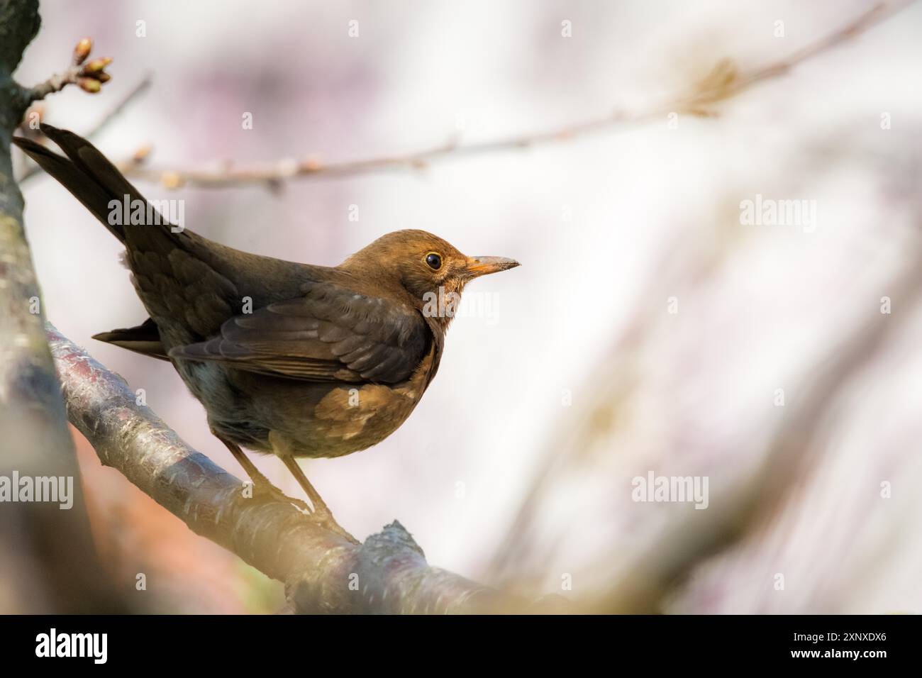 Femmina Blackbird in un albero Foto Stock