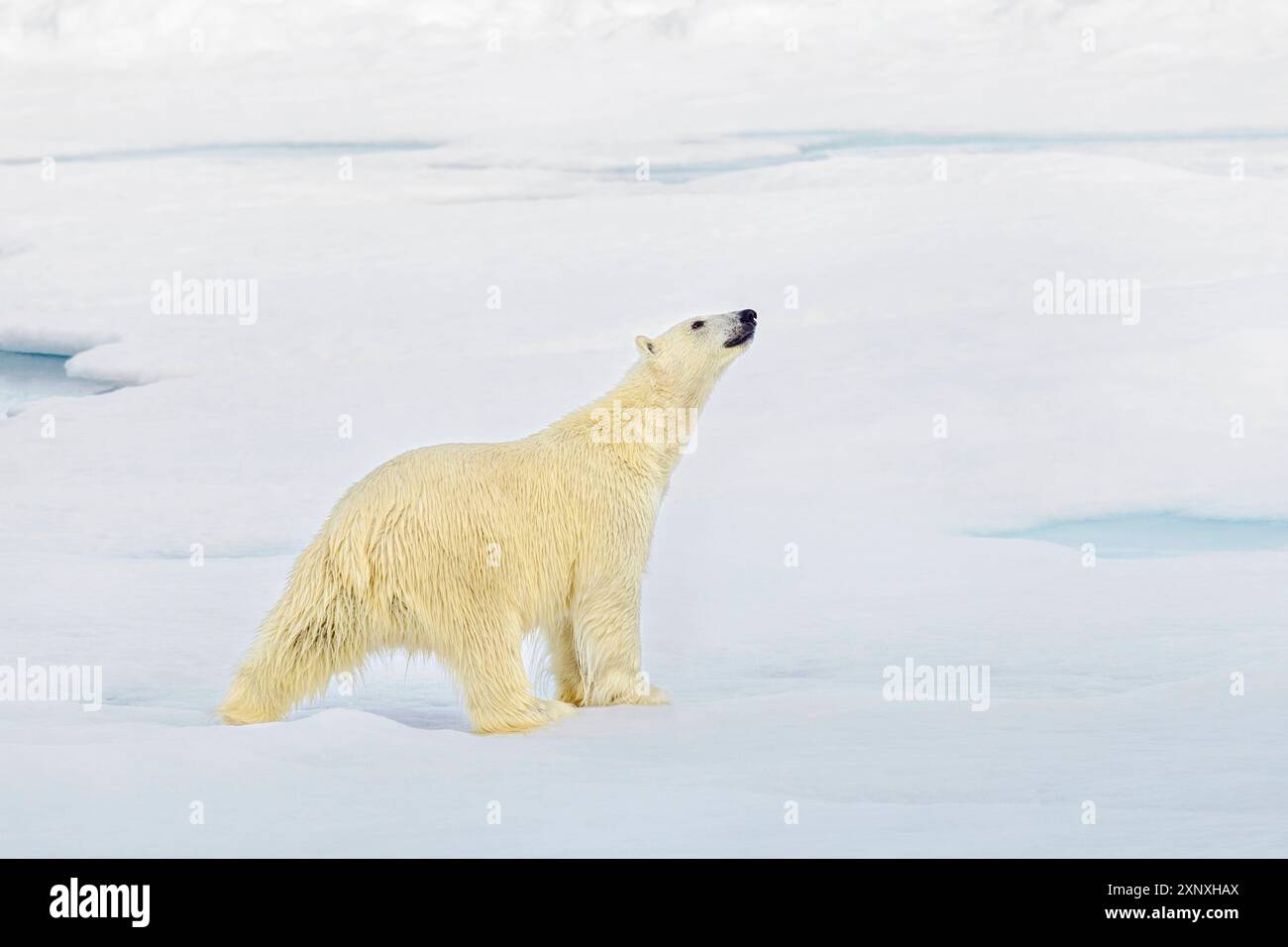 Polar Bear on Arctic Ice, Svalbard, Norvegia, Artico Ocean, Polar Regions Copyright: AdrianxWlodarczyk 1363-26 Foto Stock