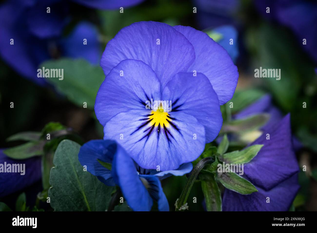 Foto ravvicinata di un bellissimo fiore di pansia blu. Concetto di sfondo per il giardinaggio Foto Stock