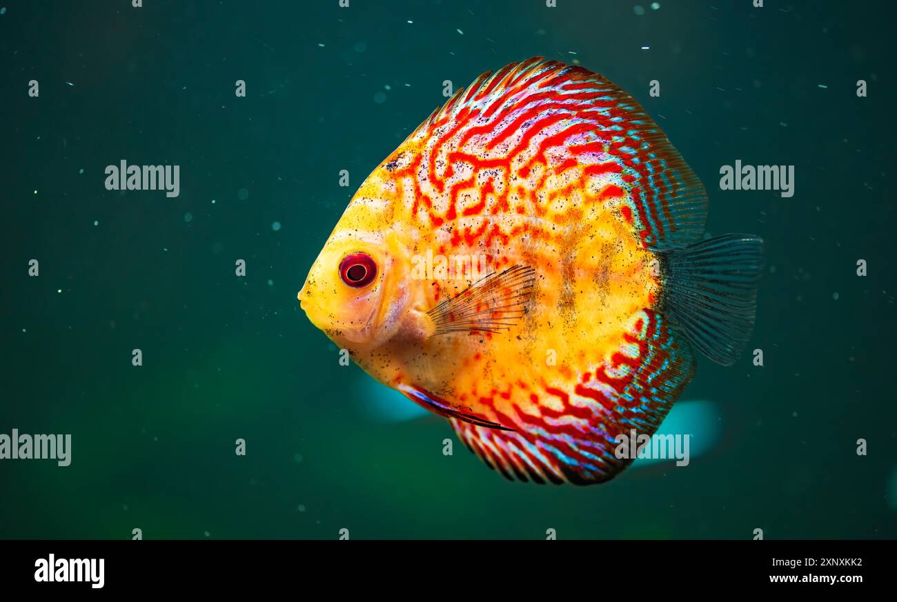 Pesci colorati delle spieci discus (Symphysodon) in acquario. Primo piano, messa a fuoco selettiva Foto Stock