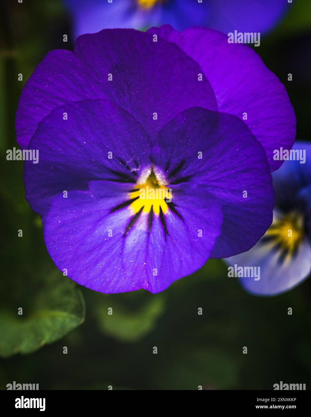 Foto ravvicinata di un bellissimo fiore di pansia viola-viola. Concetto di sfondo per il giardinaggio. Messa a fuoco selettiva Foto Stock