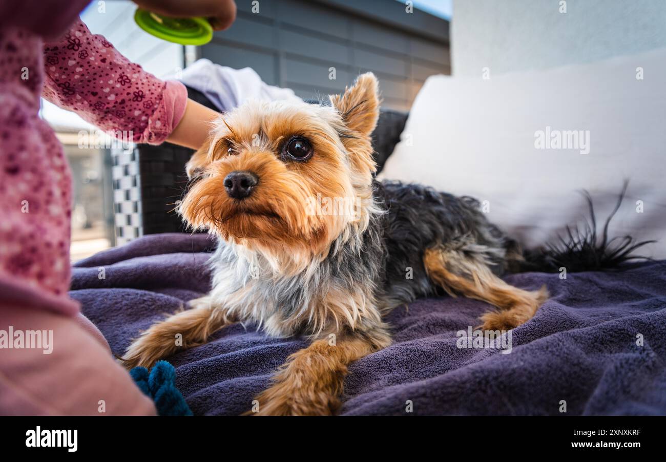 Ritratto di una bellissima bambina di 2 anni con cappello rosso e un cane terrier dello yorkshire sul divano nel cortile. Animali domestici con bambini Foto Stock