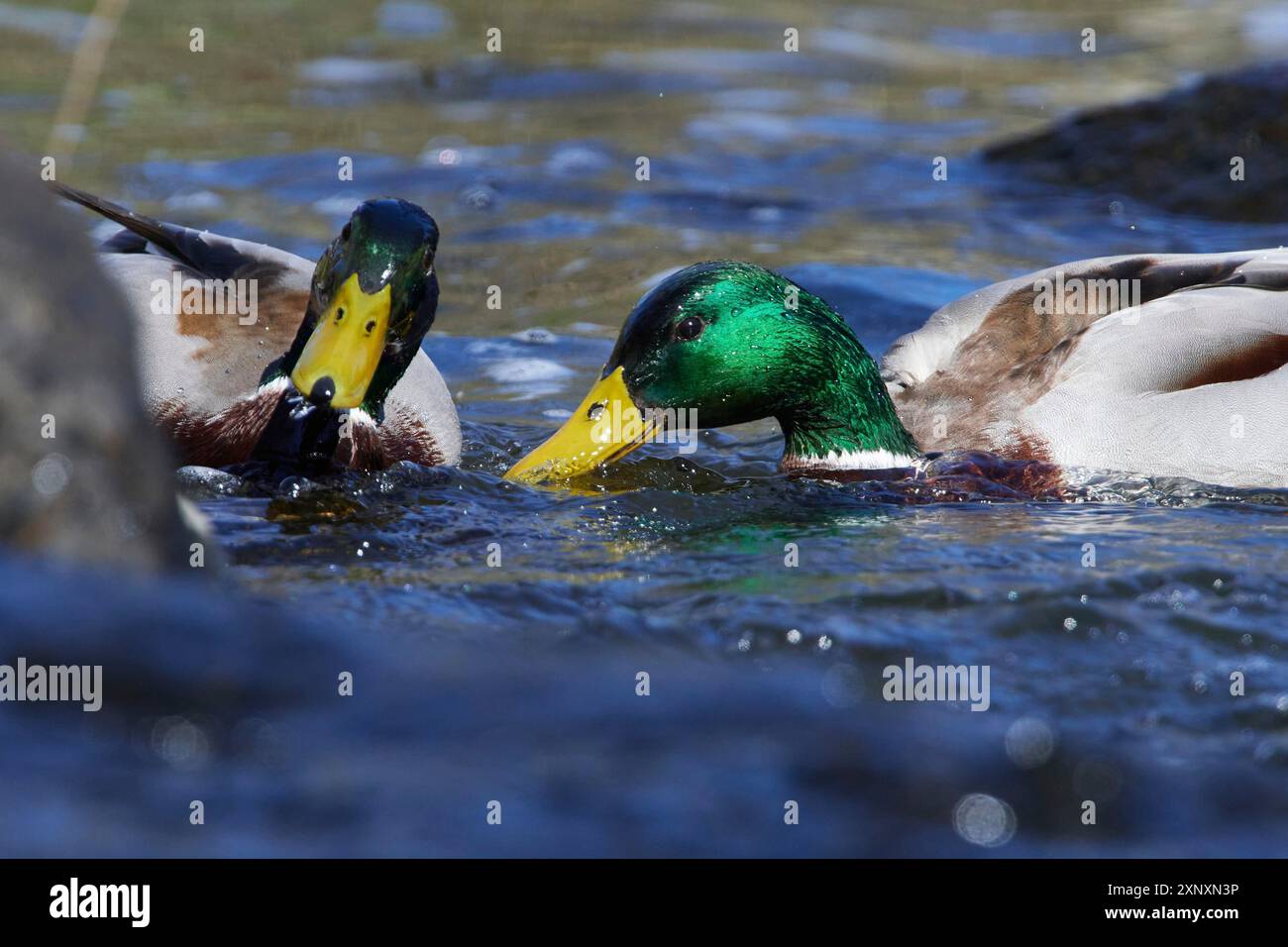 Anatre Mallard che si forgiano.maschili in primavera in un fiume Foto Stock