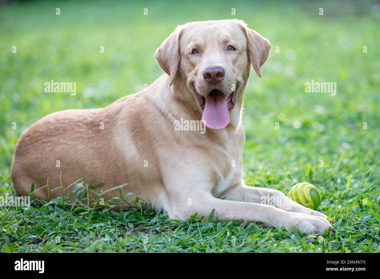 Allegro ritratto di cane labrador su sfondo naturale verde sfocato Foto Stock