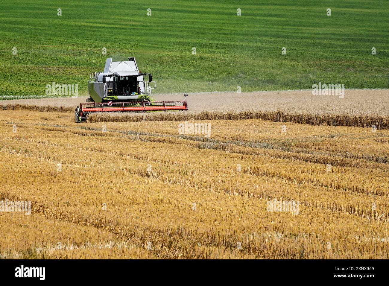 Mietitrebbia che attraversa un ampio campo di grano durante la mietitura estiva, paesaggio agricolo, settore agricolo, spazio di copia, selezionato Foto Stock