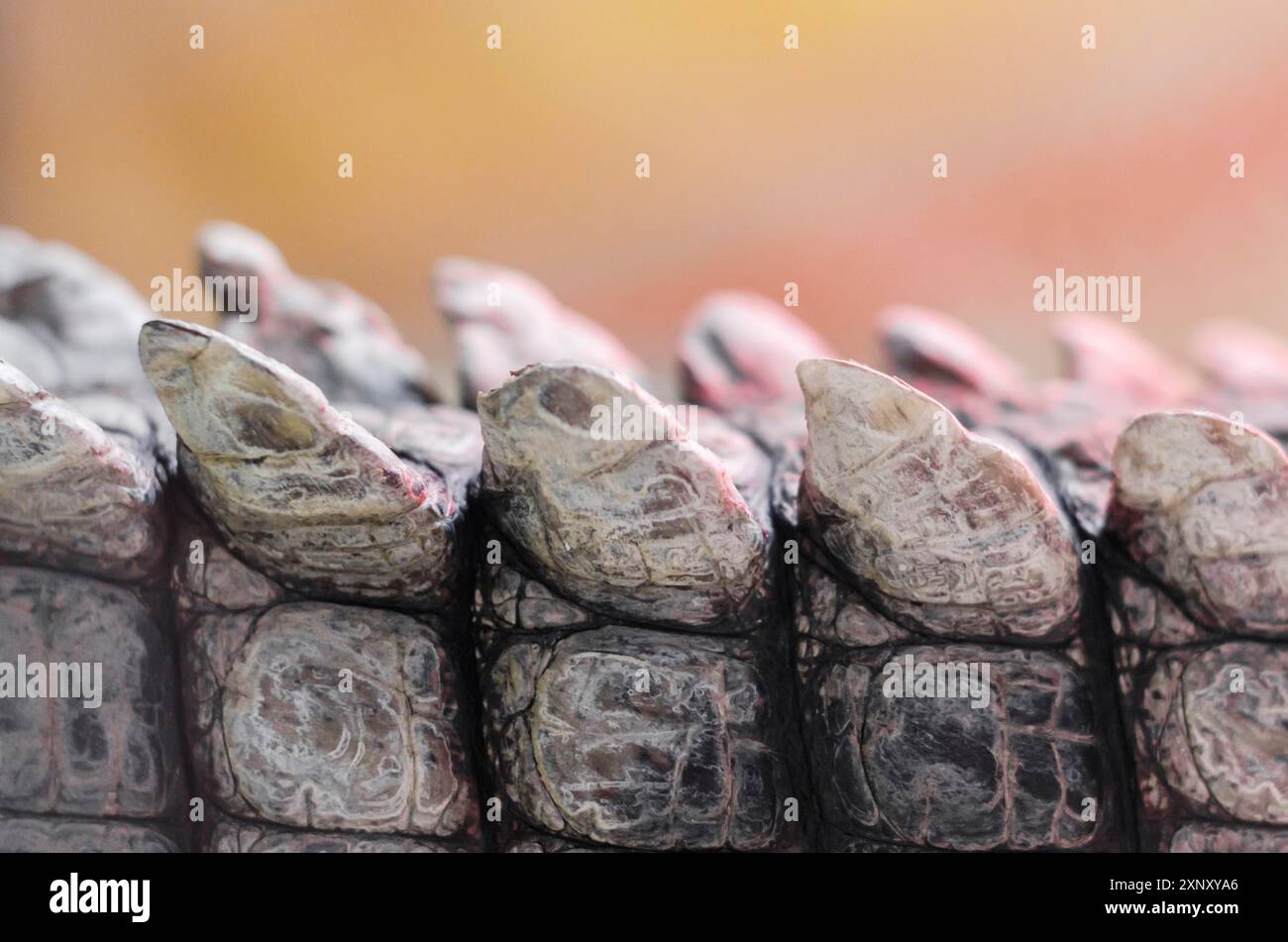 Primo piano con motivo di dettaglio della pelle di coccodrillo alligatore Foto Stock