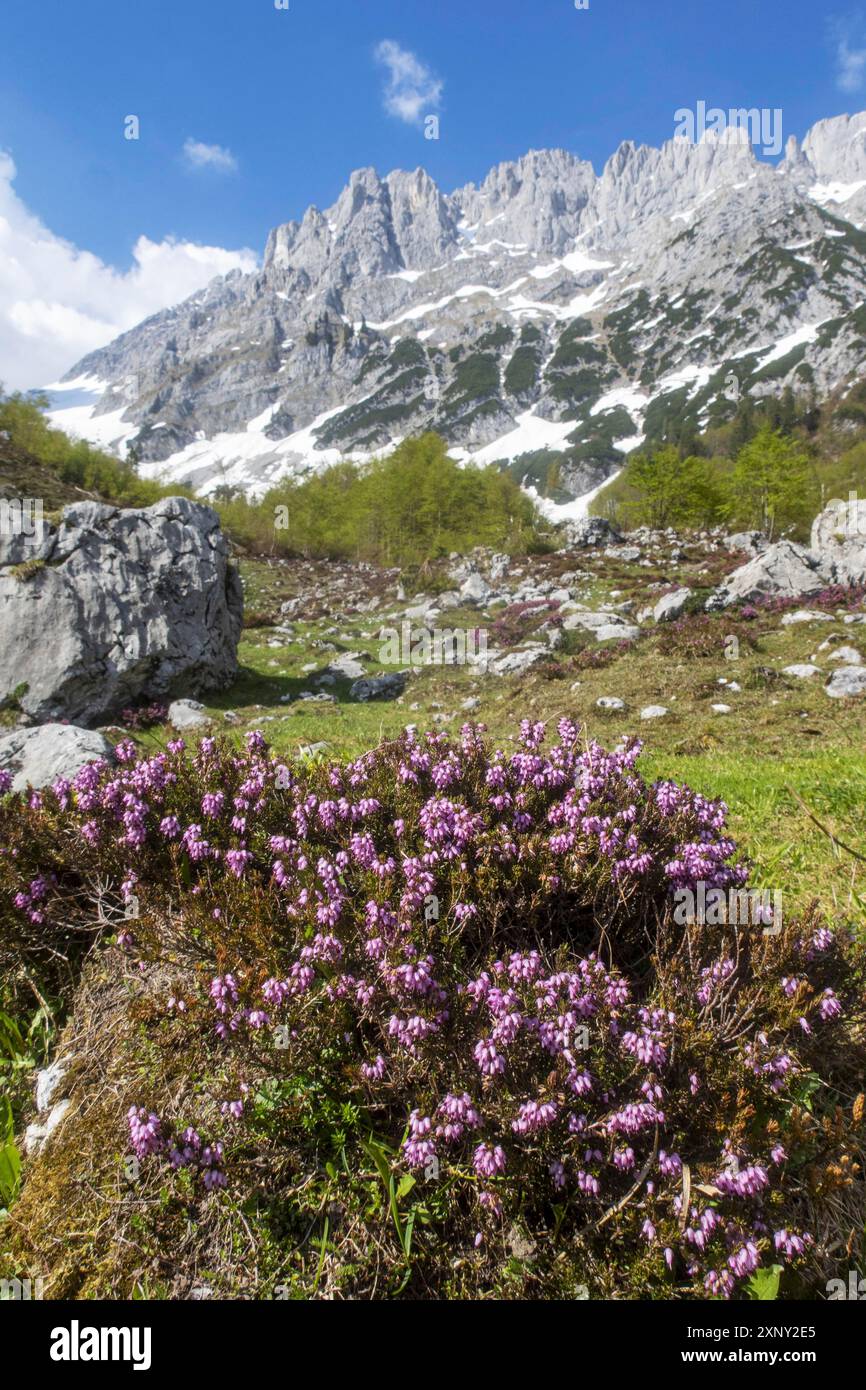 Impianto Heather nel Wilder Kaiser Foto Stock