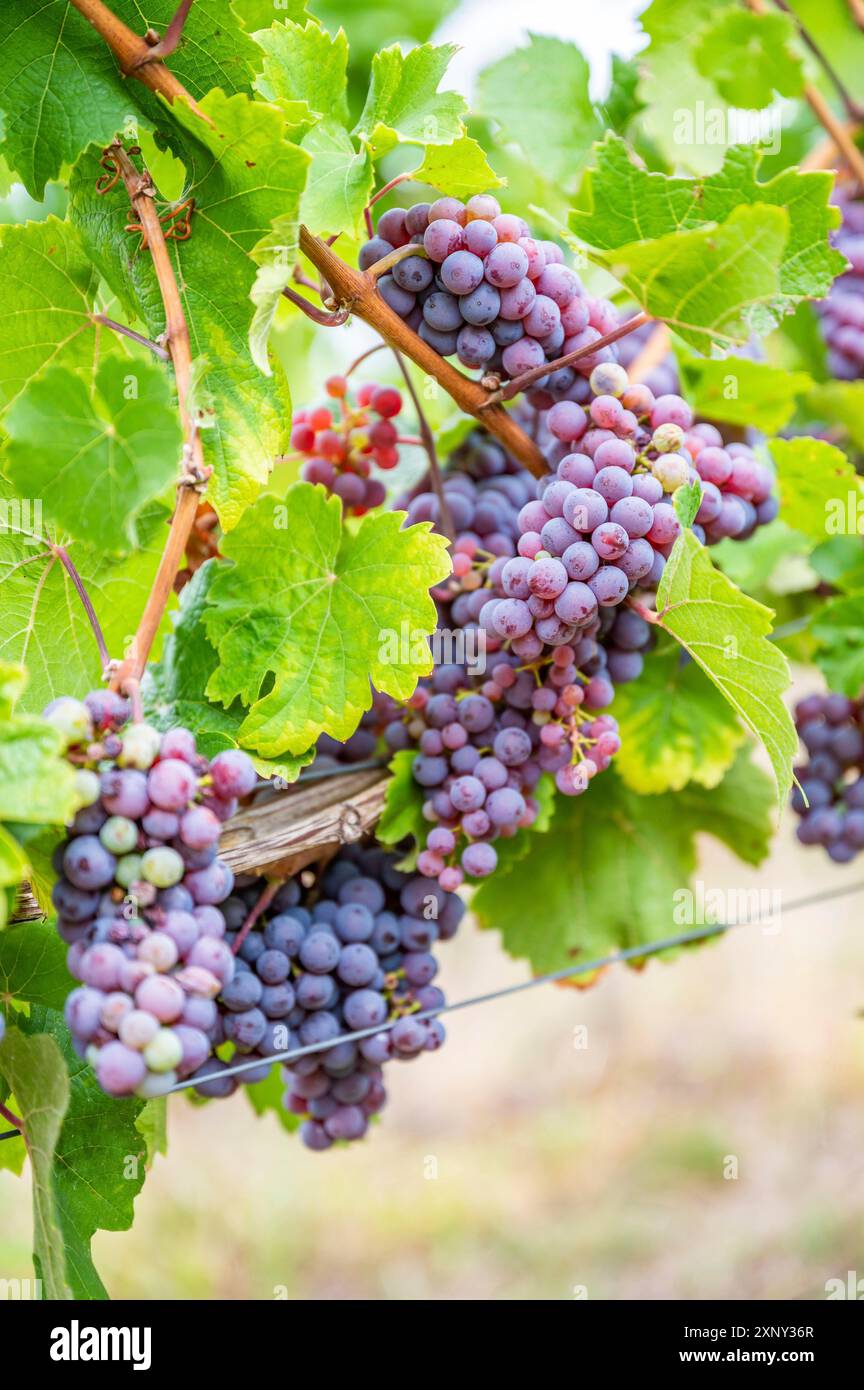 Le uve da vino viola pendono su una pianta di vite in un paese di vino durante l'autunno, foglie verdi intorno alle uve Foto Stock