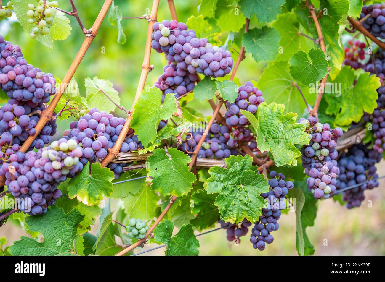 Le uve da vino viola pendono su una pianta di vite in un paese di vino durante l'autunno, foglie verdi intorno alle uve Foto Stock