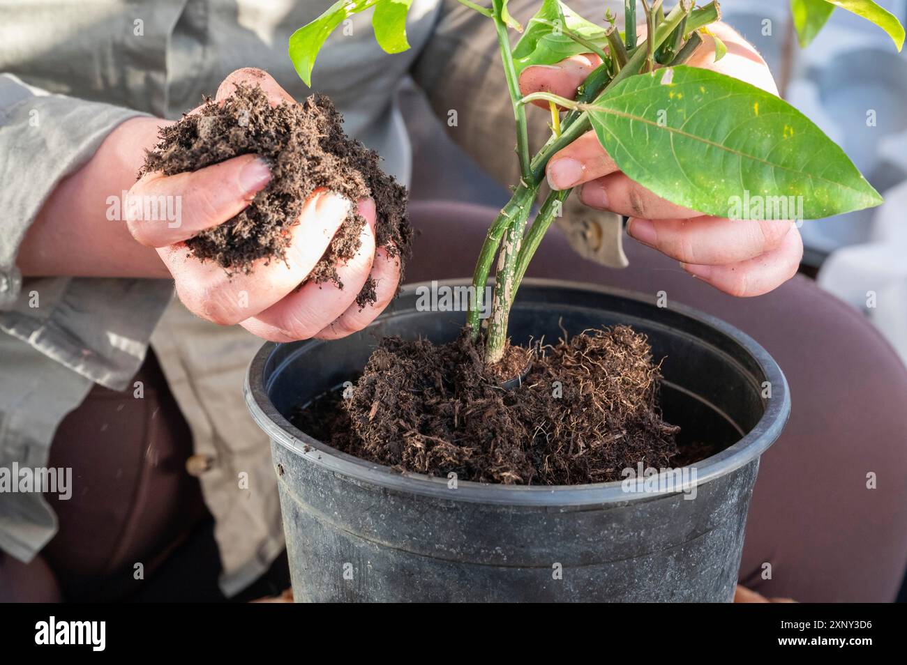 Close-up donna repota una pianta in un vaso più grande, frutto della passione pianta, tenendo il terreno in mano, senza volto visibile Foto Stock