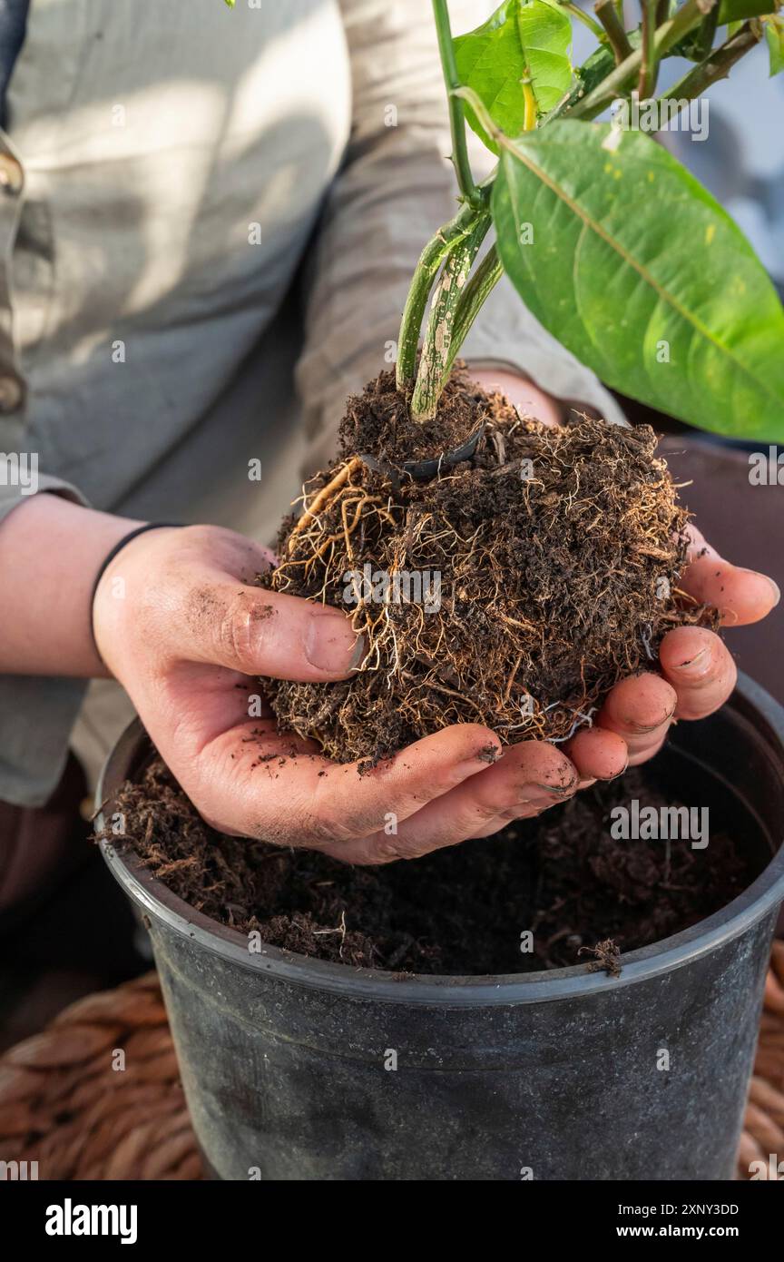 La donna sta tenendo una pianta di frutto della passione con terreno e radici nelle sue mani, repotting esso in una pentola più grande, sul balcone, nessun volto visibile, colpo verticale Foto Stock