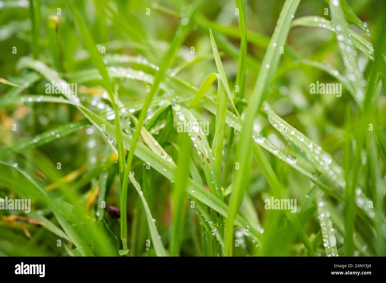 Prato verde fresco con gocce d'acqua sullo sfondo Foto Stock