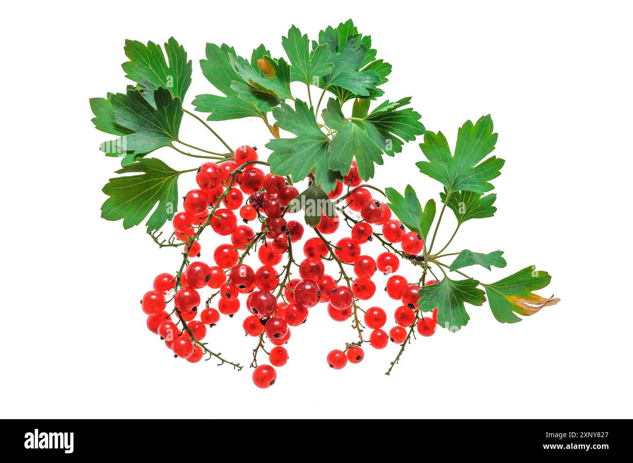 Bacche e rami di ribes rosso su sfondo bianco Foto Stock