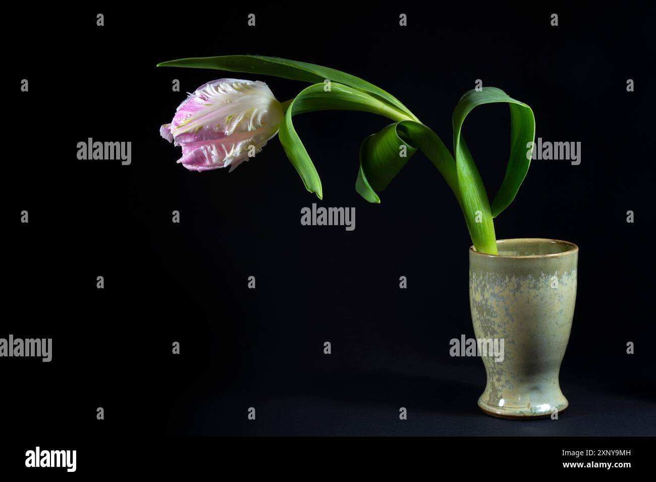 Fiore di tulipani di pappagallo bianco e rosa con gocce d'acqua in un vaso di ceramica verde su sfondo nero, spazio copia, messa a fuoco selezionata Foto Stock